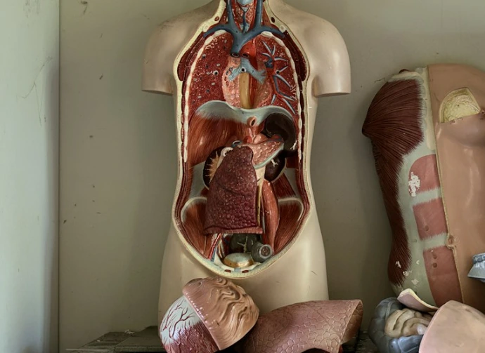body anatomy mannequins on table